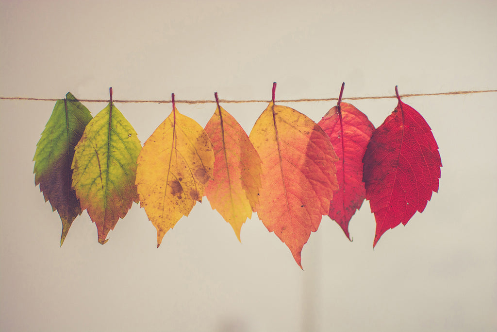 Various colored autumn leaves