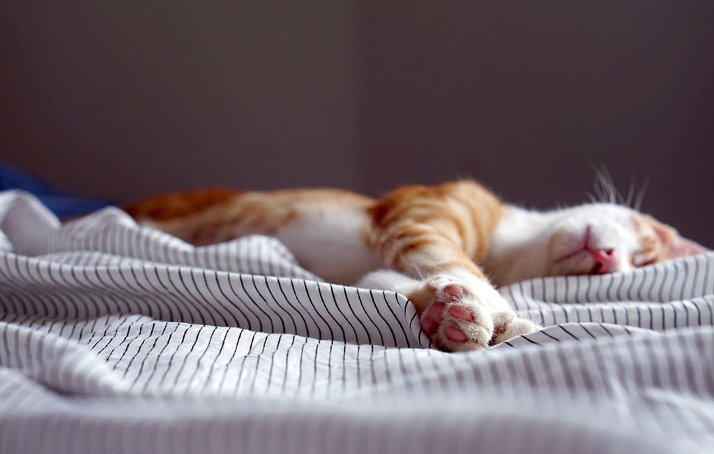 Kitten sleeps on bed.